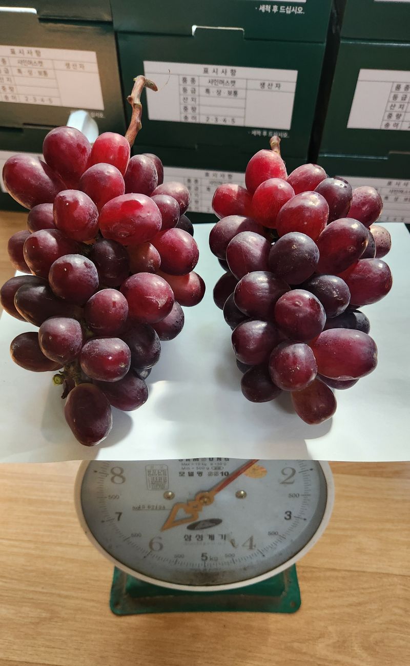 도기백님의 장터 판매 상품 [랑만홍옌 포도묘목 10주] 첨부 사진