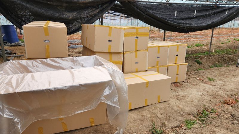 도기백님의 장터 판매 상품 [랑만홍옌 포도묘목 10주] 첨부 사진