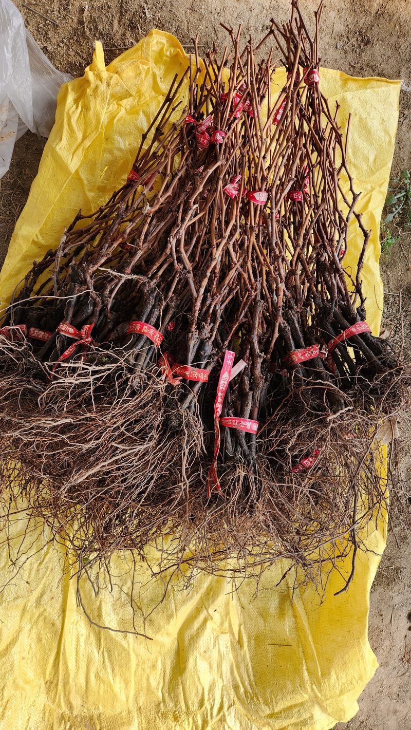 도기백님의 장터 판매 상품 [랑만홍옌 포도묘목 10주] 첨부 사진