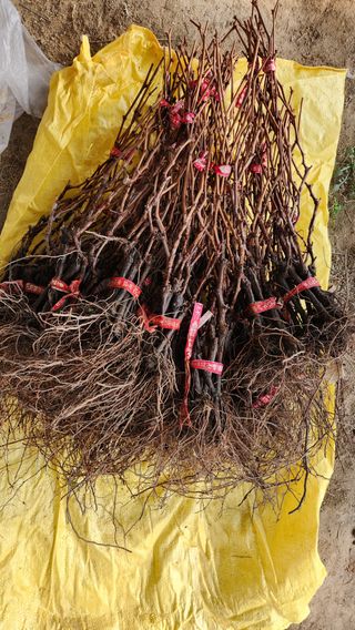 도기백님의 작성글 사진