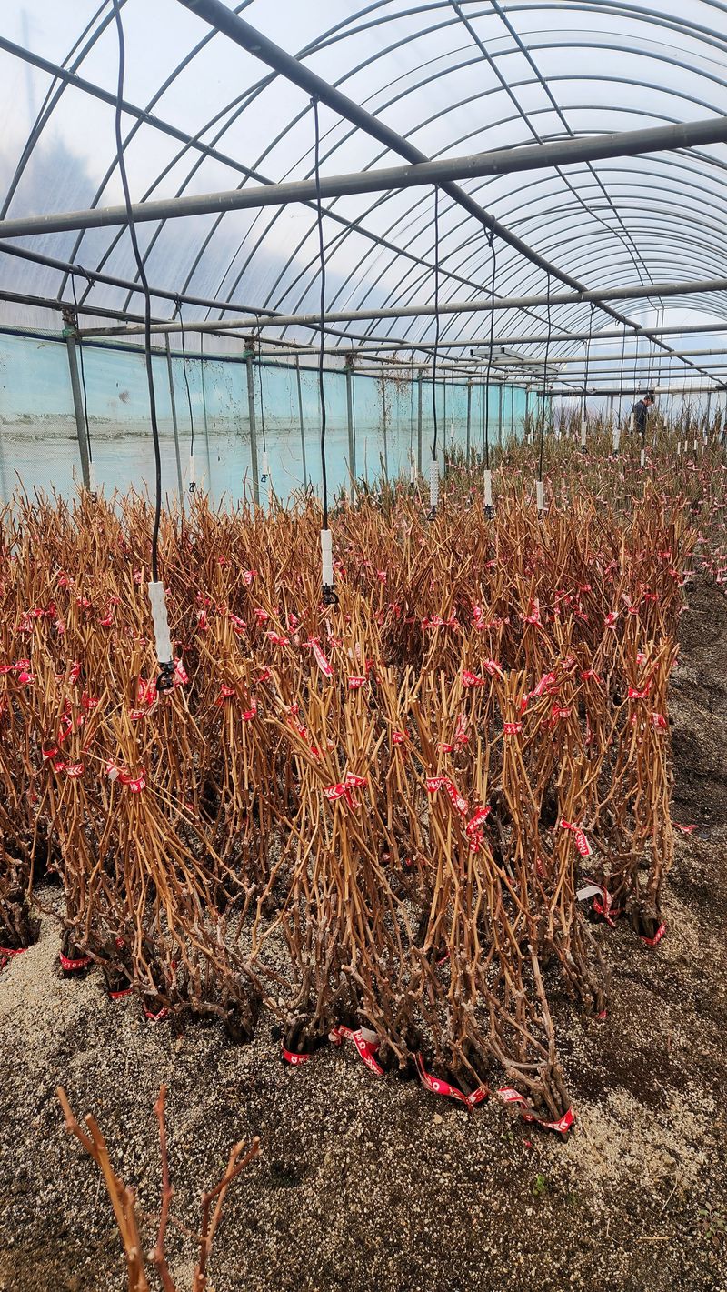 도기백님의 장터 판매 상품 [랑만홍옌 포도묘목 10주] 첨부 사진