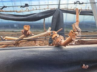 팜모닝회원전상배님의 포도 · 자유게시판 작성글 사진