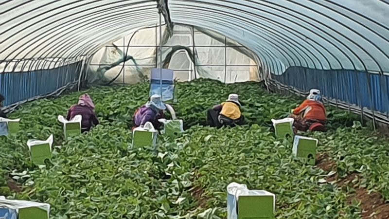 알 수 없음님의 장터 판매 상품 [부아니머위즙 100ml 120포 ] 첨부 사진