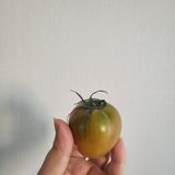 팜모닝 토마토·일상 게시글 이미지