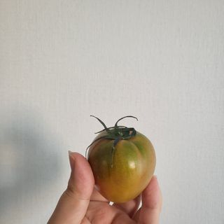미량님의 토마토 · 일상 작성글 사진