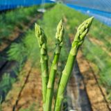 팜모닝 · 게시글 이미지