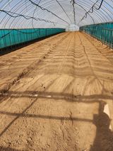 팜모닝 고구마·자유게시판 게시글 이미지