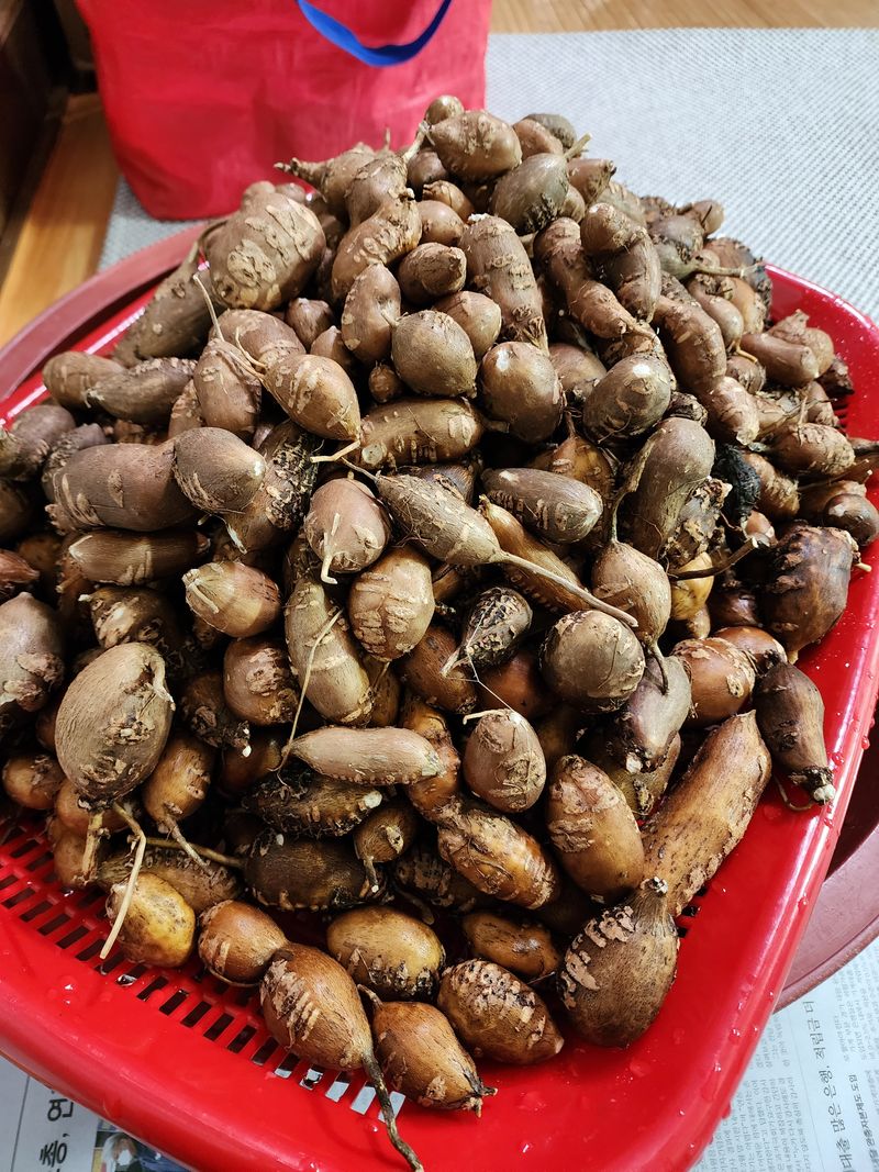 장터 상품 [인디언감자2] 썸네일