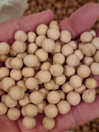 밑걸음님의 콩 · 자유게시판 작성글 사진