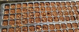 박호성님의 배추 · 파종•정식 작성글 사진