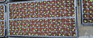 박호성님의 배추 · 파종•정식 작성글 사진