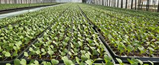 박호성님의 배추 · 파종•정식 작성글 사진