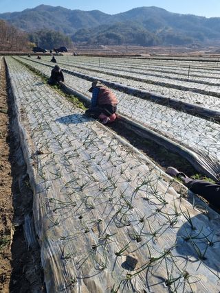 이재진님의 양파 · 자유게시판 작성글 사진