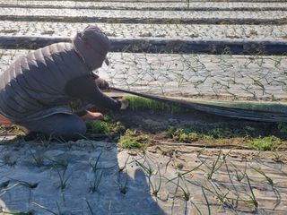 이재진님의 양파 · 자유게시판 작성글 사진