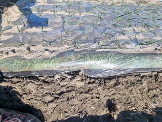 이재진님의 양파 · 자유게시판 작성글 사진