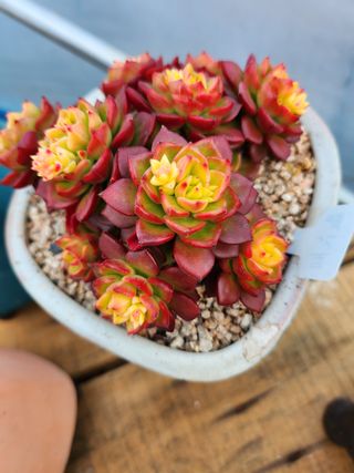 이연옥님의 기타작물 · 자유게시판 작성글 사진