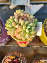 팜모닝 기타작물·자유게시판 게시글 이미지