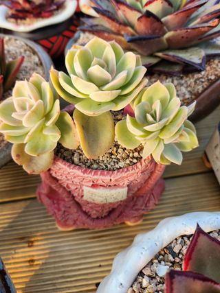 이연옥님의 기타작물 · 자유게시판 작성글 사진