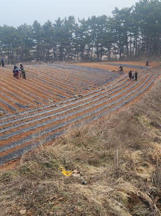 it농부님의 감자 · 자유게시판 작성글 사진