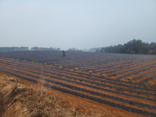 it농부님의 감자 · 자유게시판 작성글 사진