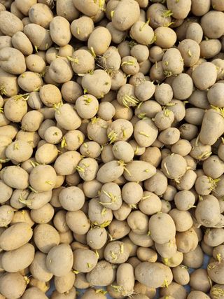 it농부님의 감자 · 자유게시판 작성글 사진