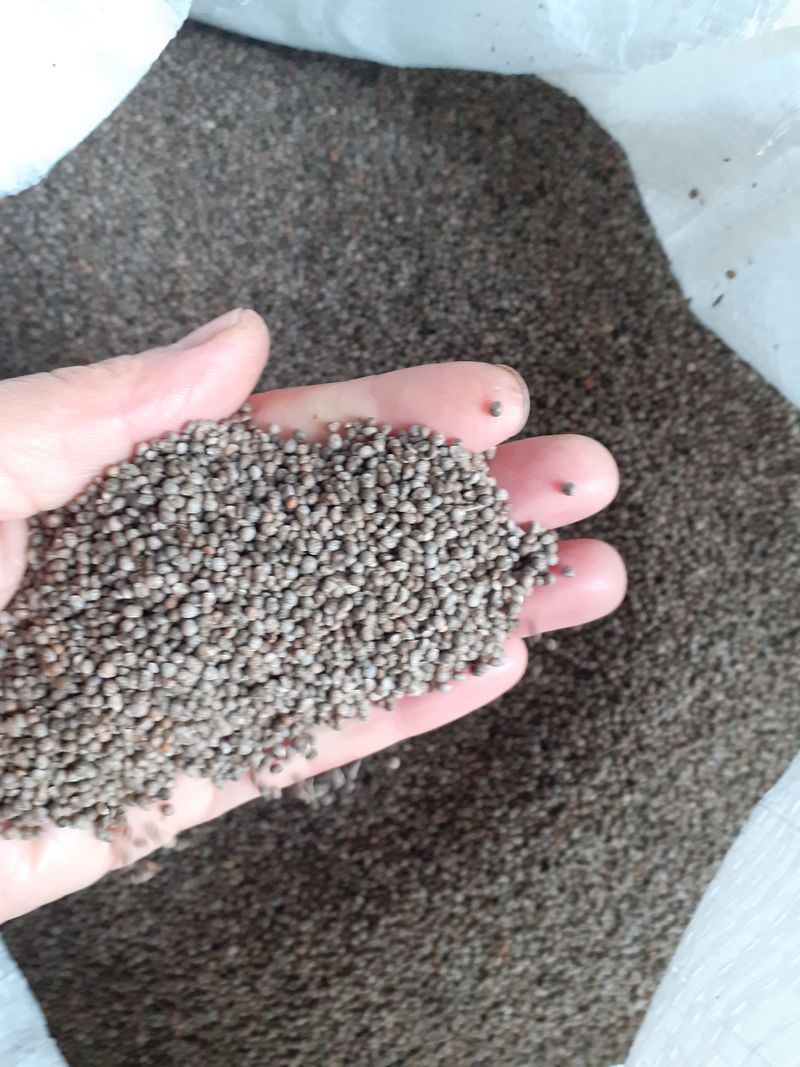 장터 상품 [들깨    판매합니다  5.5k➡️   안정정 검사 완료 #무료배송#] 썸네일