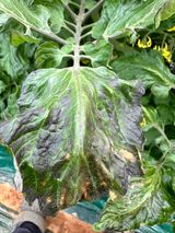 팜모닝 토마토·병해충상담 게시글 이미지