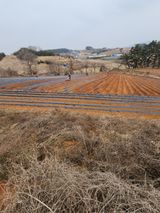 팜모닝 감자·자유게시판 게시글 이미지