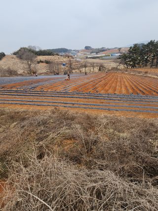 it농부님의 감자 · 자유게시판 작성글 사진