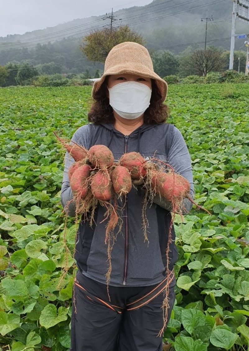 윤희순님의 장터 판매 상품 [여주 꿀고구마10키로] 첨부 사진