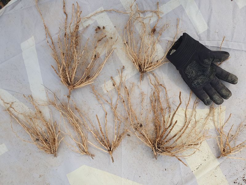 장터 상품 [아스파라거스 뿌리ㅡ종료] 썸네일