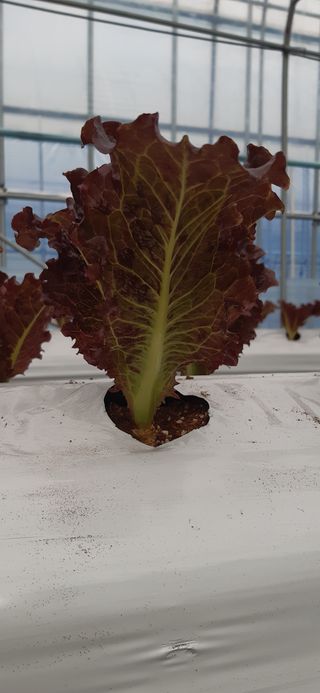 영농초보생님의 상추 · 자유게시판 작성글 사진