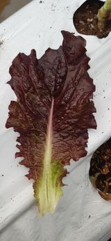 팜모닝 상추·자유게시판 게시글 이미지