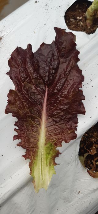 영농초보생님의 상추 · 자유게시판 작성글 사진