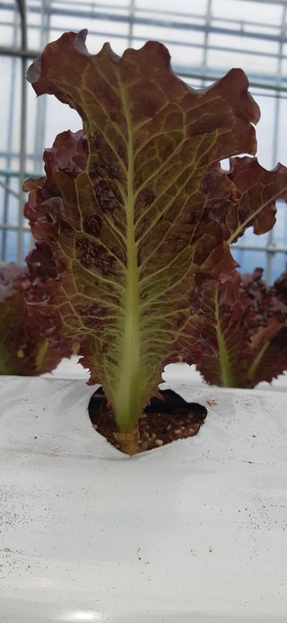 영농초보생님의 상추 · 자유게시판 작성글 사진