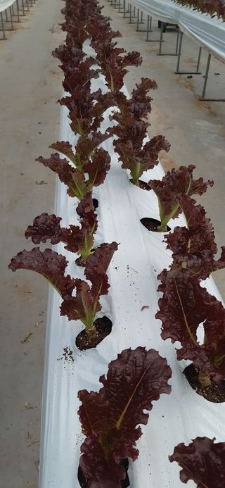 영농초보생님의 상추 · 자유게시판 작성글 사진