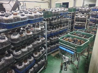 버섯스토리님의 버섯 · 일상 작성글 사진