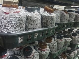 버섯스토리님의 버섯 · 일상 작성글 사진