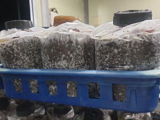 버섯스토리님의 버섯 · 일상 작성글 사진