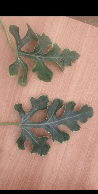 방동사니님의 기타작물 · 병해충상담 작성글 사진