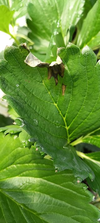 원심님의 딸기 · 병해충상담 작성글 사진