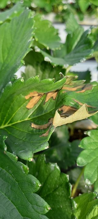 원심님의 딸기 · 병해충상담 작성글 사진