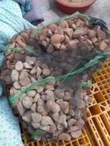 팜모닝 감자·자유게시판 게시글 이미지