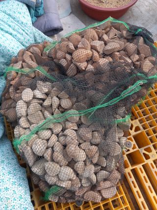 김복철님의 감자 · 자유게시판 작성글 사진