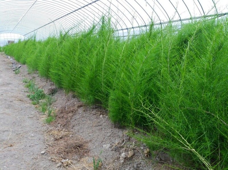 이창신님의 장터 판매 상품 [천문동모종2년생30포기] 첨부 사진