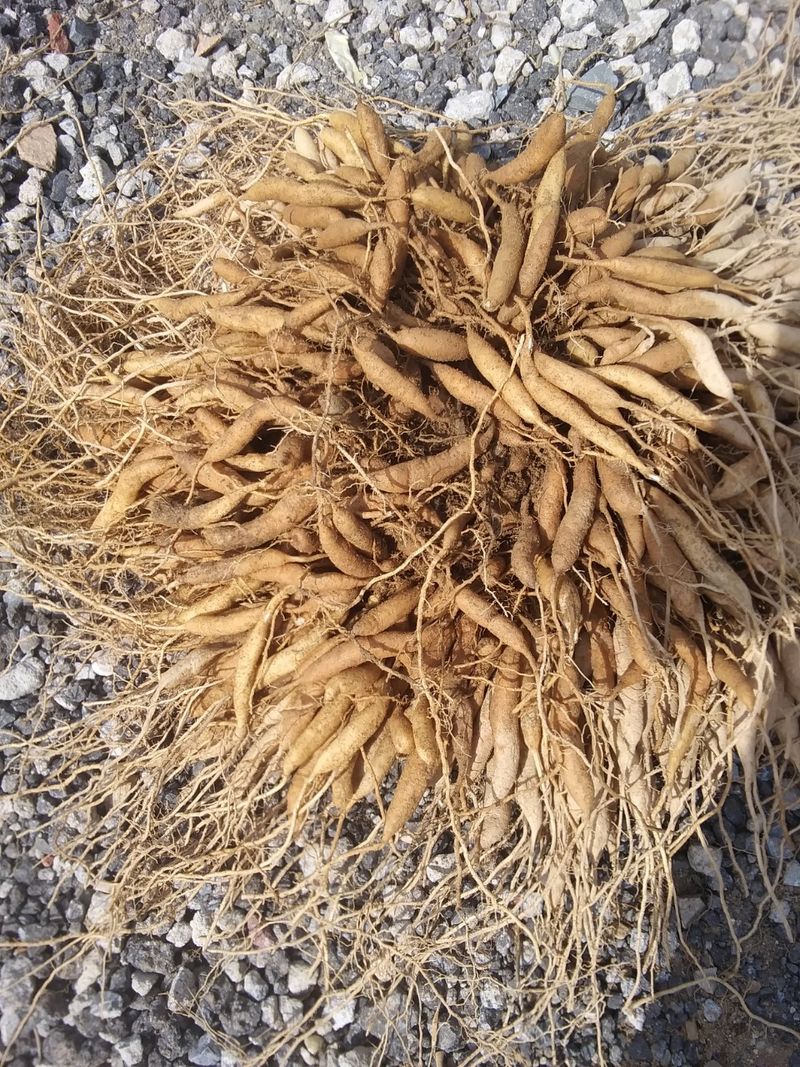 이창신님의 장터 판매 상품 [천문동조청500g] 첨부 사진