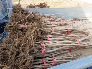 알 수 없음님의 두릅 · 품종•종자 작성글 사진