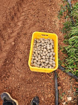 박효식님의 감자 · 자유게시판 작성글 사진