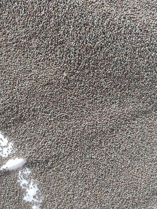 스핑님의 들깨 · 자유게시판 작성글 사진