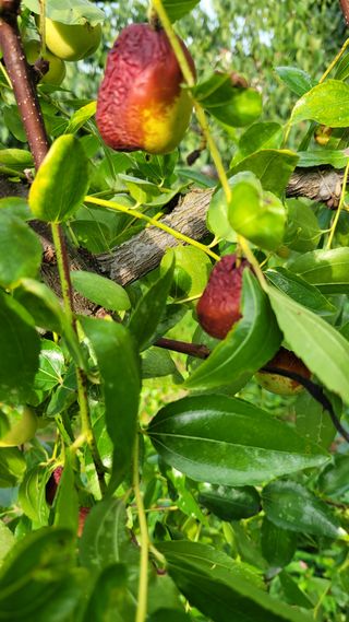 서승종님의 기타작물 · 병해충상담 작성글 사진